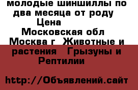 молодые шиншиллы по два месяца от роду › Цена ­ 1 700 - Московская обл., Москва г. Животные и растения » Грызуны и Рептилии   